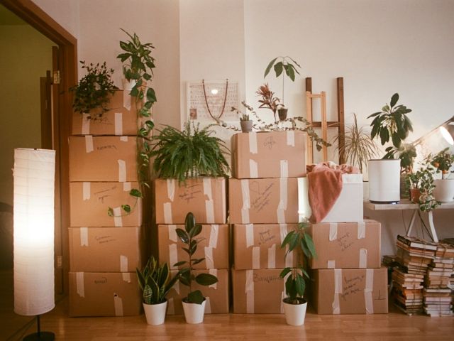 Moving boxes plants Taped moving boxes and pot plants stacked in a light-filled room